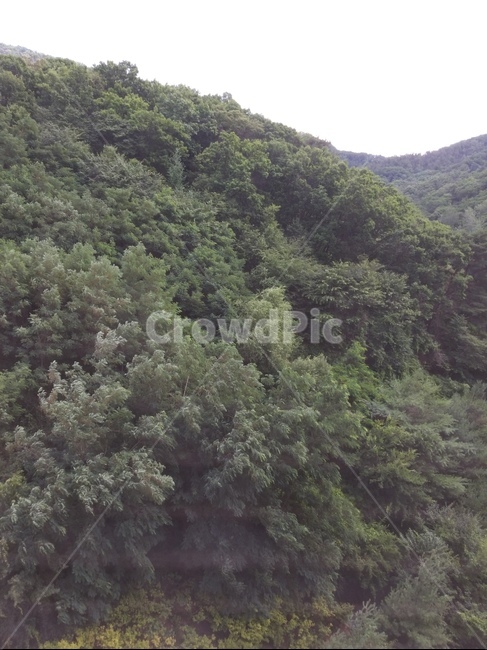 친환경,자연,산,숲,나무,공기,밝은공기
