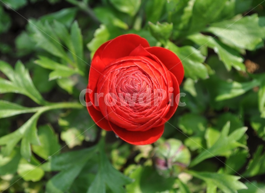 꽃,봄,자연,예쁜,플라워,flower,식물,자연,plants,nature,꽃,flower