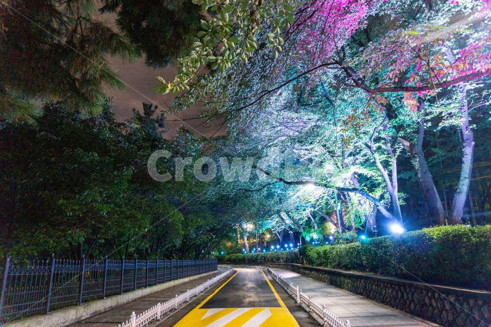 인천,자유공원,야경,led,조명,야간,동인천,차이나타운,숲,나무,공원,산책,산보,산길,오솔길,도로,통로,보도,숲속,형형색색,forest,path,lane,trail,walkway,road,길,수풀,자연,park,tree,nature,풍경,landscape,scenery,scene,view,night,nightview,nightscene,lighting,illumination,lamp,light,colourful