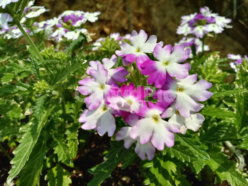 제라늄,양아욱,제라니움,geranium,쥐손이풀과,꽃아욱,관상용