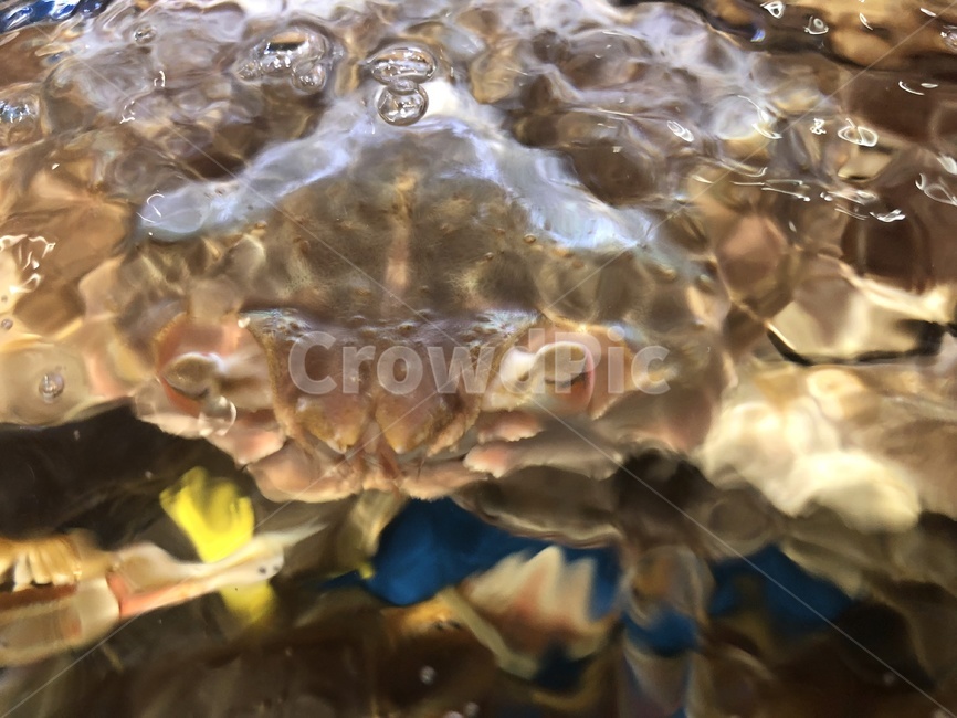 킹크랩,해산물,갑각류,게,바다생물,crab