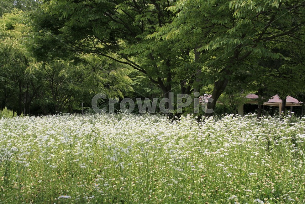 개망초,국화과,두해살이풀,계란꽃,왜풀,버들개망초,망국초,북미원산,귀화식물,야생초,식물,자연,자연,풍경,nature,landscape