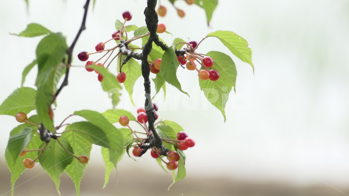 산수유,열매,과일,농촌,여름,풍요,시원,한약재,건강,나무잎