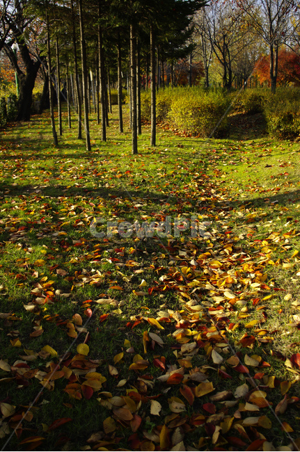 autumn,가을,나무,단풍,식물,낙엽,가을,계절,fall,autumn,season,자연,풍경,nature,landscape,ground,바닥,plant,leaf,잎
