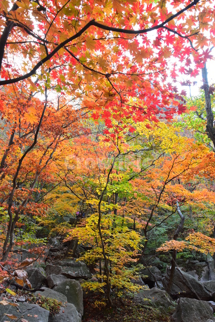 가을,단풍,자연,풍경,북한산,잎,단풍잎,붉은,나무,계절,계곡,숲,힐링,plant,fall,autumn,season,forestnature,landscape,한국자연풍경,한국자연경관,korea,tree,maple,leaf,가을,계절,fall,autumn,season,자연,풍경,nature,landscape,식물,plants,나무,trees,wood