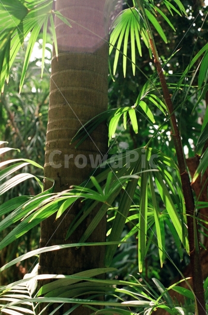 대공원,초록,녹색,나뭇잎,야자수,식물원,식물,자연,plants,nature,나무,trees,wood