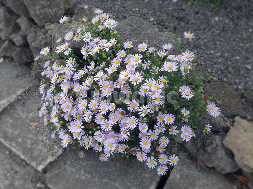 꽃,국화,길거리꽃,꽃덩쿨,국화꽃,식물,자연,plants,nature,꽃,flower