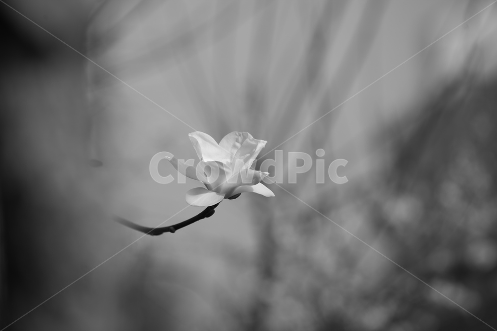 plant,식물,flower,꽃,목련,흑백,모노톤,봄꽃,야생화,흰꽃,하얀꽃,한송이