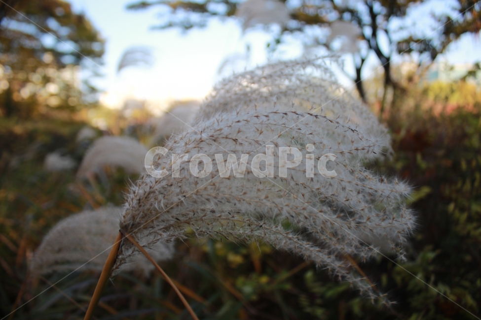 가을,갈때,꺾세,꺽세,풍경,공원,해,노을,가을,계절,fall,autumn,season,식물,자연,plants,nature,grass,잔디,plant,fungus,진균류