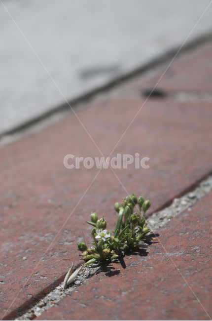 plant,식물,leaf,잎,보도블럭,틈,초록,green
