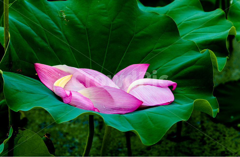 연잎,낙화,문양,무늬,습지,식물,자연,plants,nature,꽃,flower