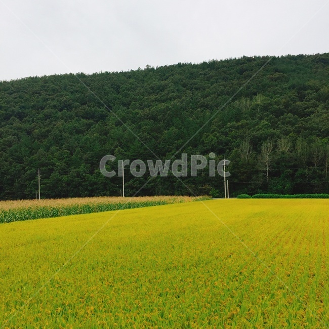 산,들,농촌,산촌,자연,농업,농사,agriculture,farming,farming industry