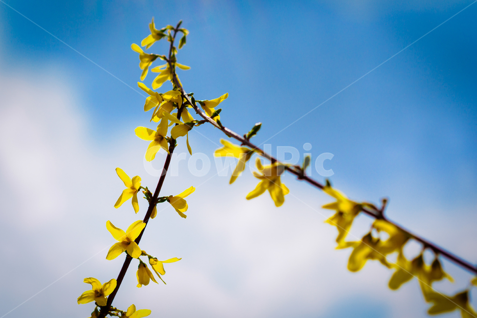 개나리,꽃,노란,풍경,봄,자연,식물,색감,배경,nature,plants,yellow,검정,black,줄기,하늘,아웃포커스,season,계절,flower,spring,background,파란,blue,봄,계절,spring,season,식물,자연,plants,nature,꽃,flower,plant