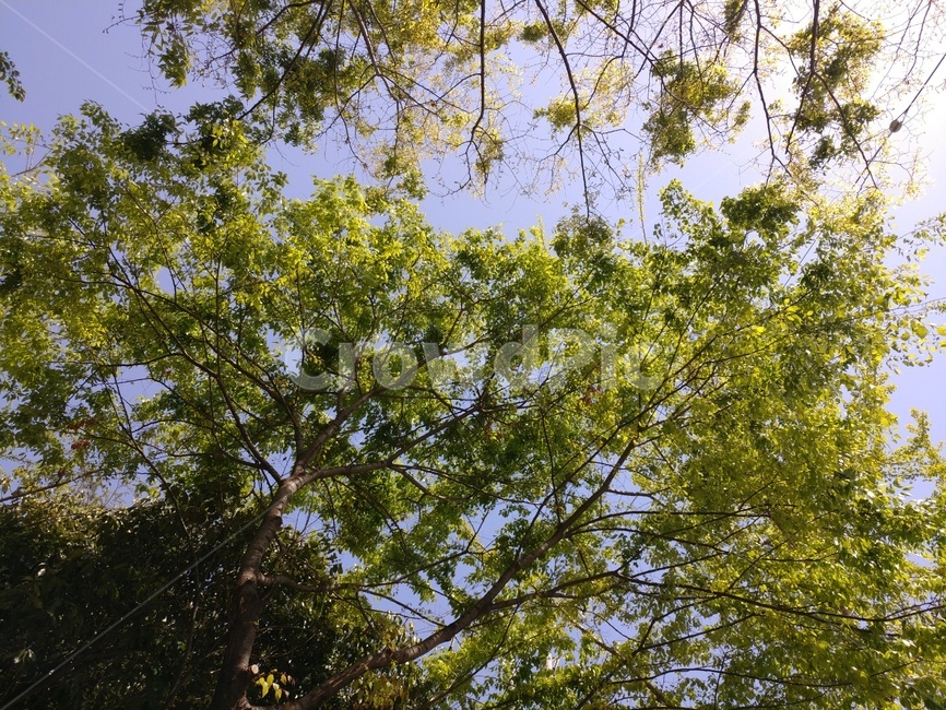 연두빛,봄,나무,하늘,가로수