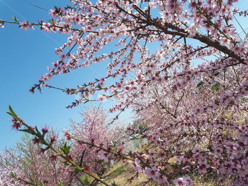 하늘,나무,봄,자연,꽃,봄꽃,맑음,햇살,봄,계절,spring,season,식물,자연,plants,nature,꽃,flower,plant,blossom,cherry blossom,벚꽃