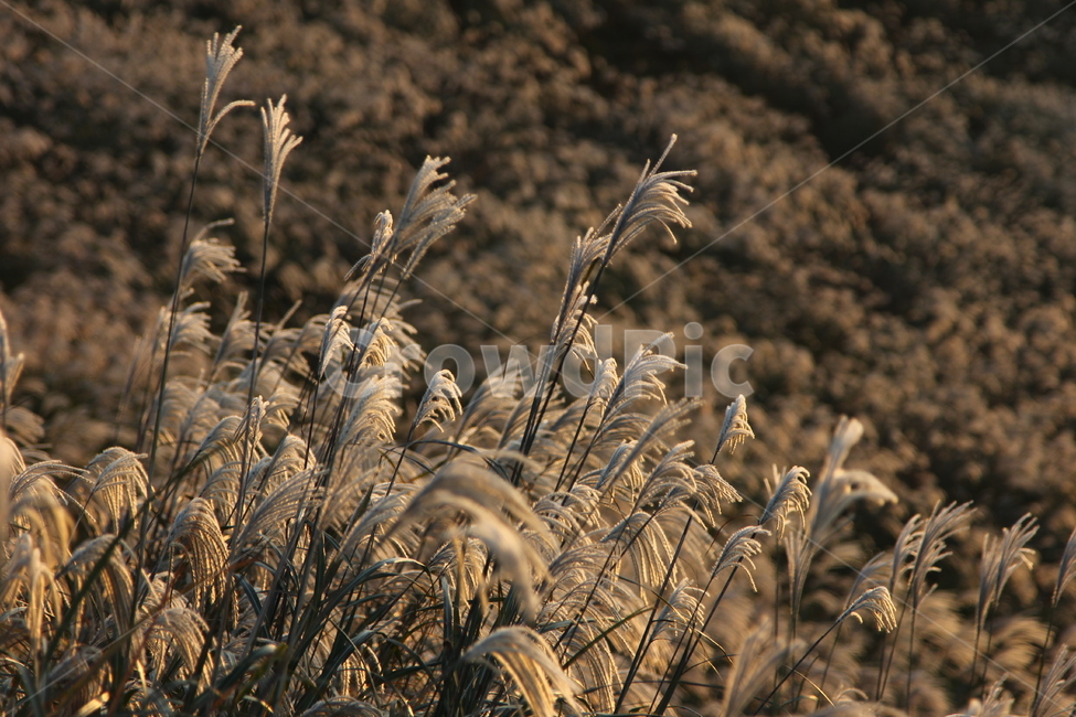갈대,제주도,오름,잔디,식물,들판,감성,따뜻함,가을,계절,fall,autumn,season