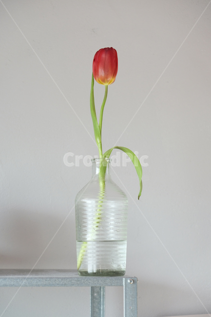 plant,식물,blossom,꽃,튤립,flower,tulip,atulip,한송이,한송이꽃,튤립한송이,simple,minimal,미니멀,red,green,color,심플,실내용화초,화분,화초,house plant