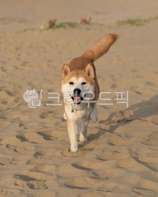 nature,active,running,Pets,sand,Beach,shibainu,ocean,puppy,Shiba Inu,animal,desert,pet dog,mammalia,dog,pet