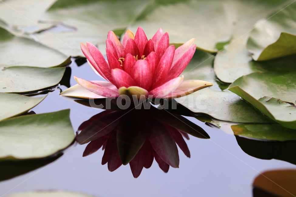 꽃,연꽃,풍경,자연,빨간꽃,식물,자연,plants,nature,꽃,flower