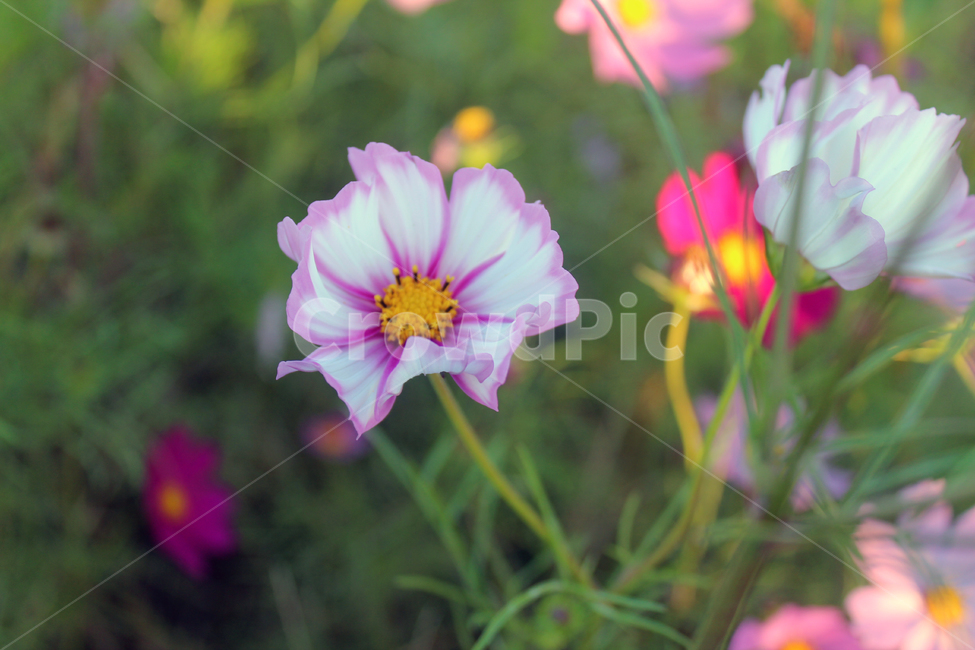코스모스,가을,꽃,flower,cosmos,자연,가을꽃,노을빛,야생화,휴식,힐링,fall,autumn,nature,가을,계절,fall,autumn,season,식물,자연,plants,nature,꽃,flower,geranium,제라늄,plant,blossom
