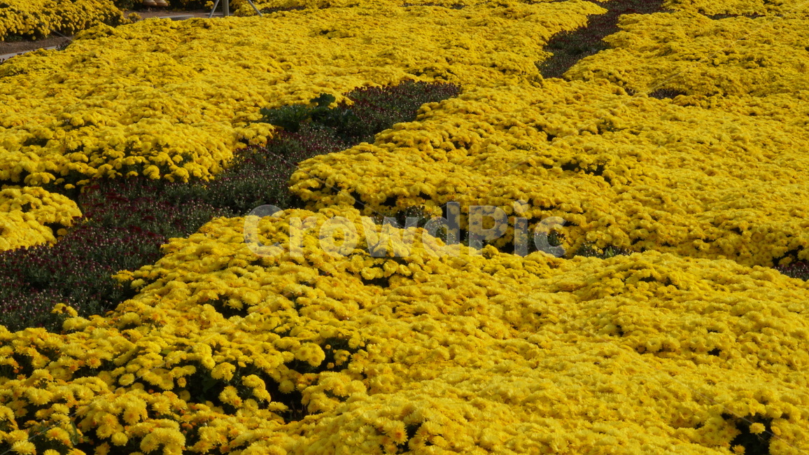 국화,개량국화,꽃축제,꽃길,식물,식물,자연,plants,nature,꽃,flower