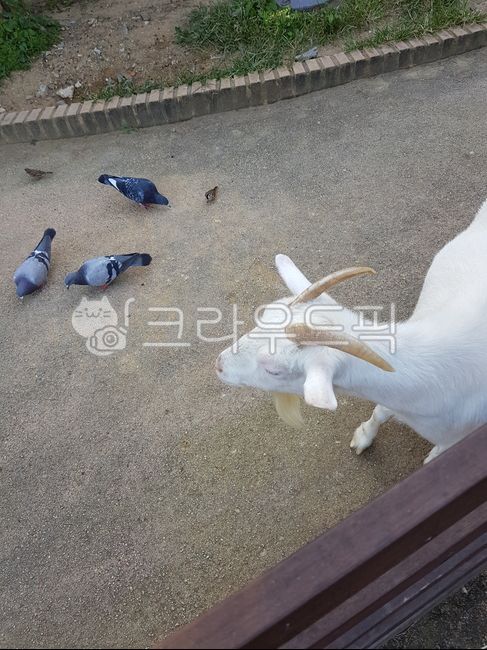 염소,goat,비둘기,dove,동물,animal