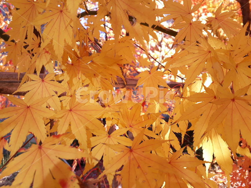 단풍,가을,노란색,단풍잎,나무,햇살,잎,가을,계절,fall,autumn,season