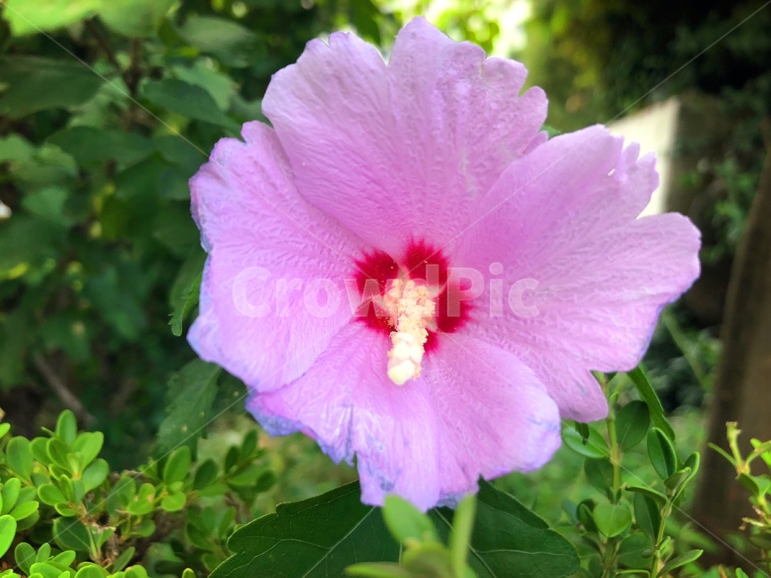 식물,꽃,무궁화,꽃잎,자연,우리나라꽃,우리나라,flower,nature,korea,pink,식물,자연,plants,nature,꽃,flower