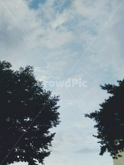 하늘,나무,필터,감성,나무사이,식물,자연,plants,nature,나무,trees,wood