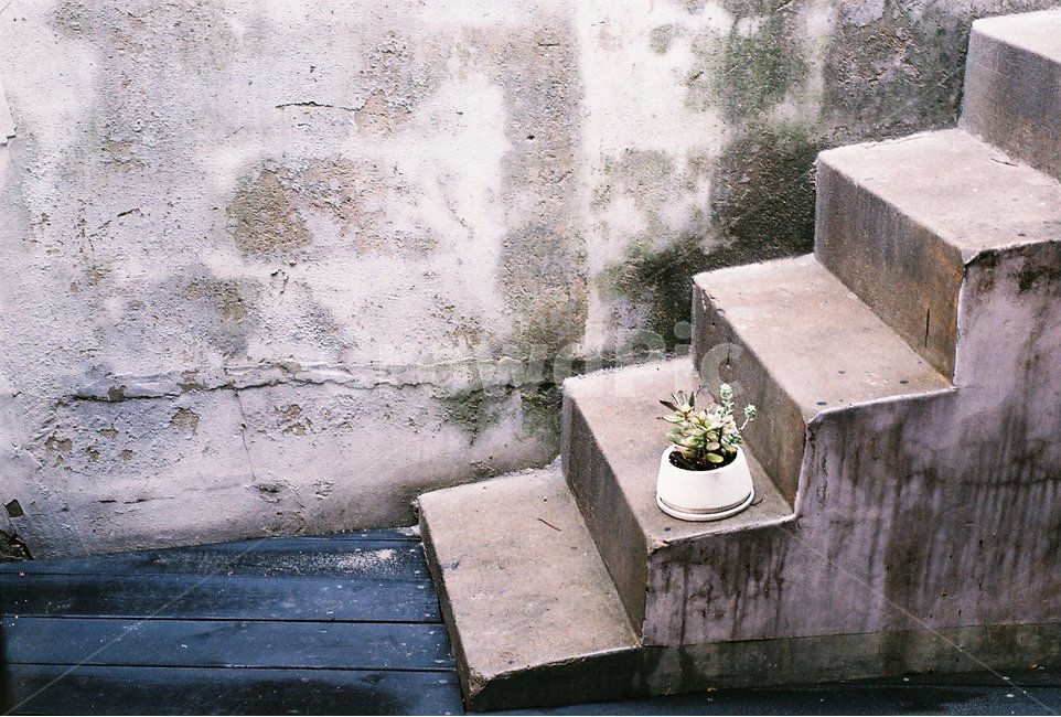 식물,화초,풍경,여름,감성,필름,식물,자연,plants,nature,빈티지사진,빈티지느낌,빈티지감성,vintage