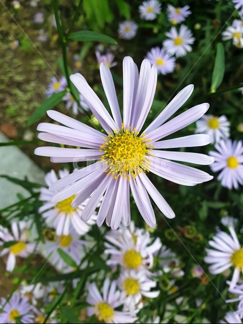 꽃,flower,데일리꽃,aster,정원,식물,자연,plants,nature,꽃,flower
