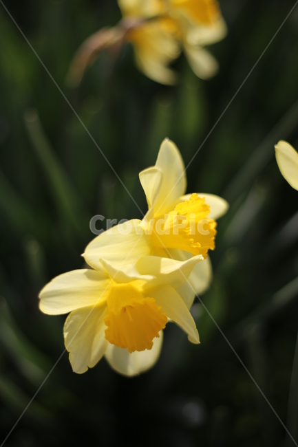 수선화,노랑,봄,봄꽃,자연,봄,계절,spring,season,식물,자연,plants,nature,꽃,flower,plant,blossom