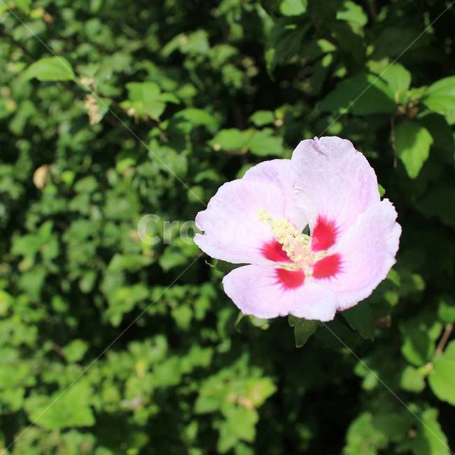 무궁화,무궁화꽃,꽃,꽃사진,무궁화사진,식물,자연,plants,nature,꽃,flower