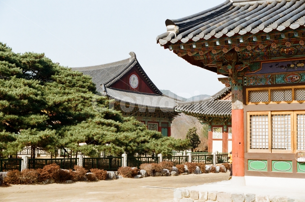 청도운문사,운문사,절,사찰,소나무,불교,한국전통,한국문화,korean traditional,korean culture,종교,신앙,religion,belief,faith,건축물,건물외관,exterior,building,structure,architecture,construction