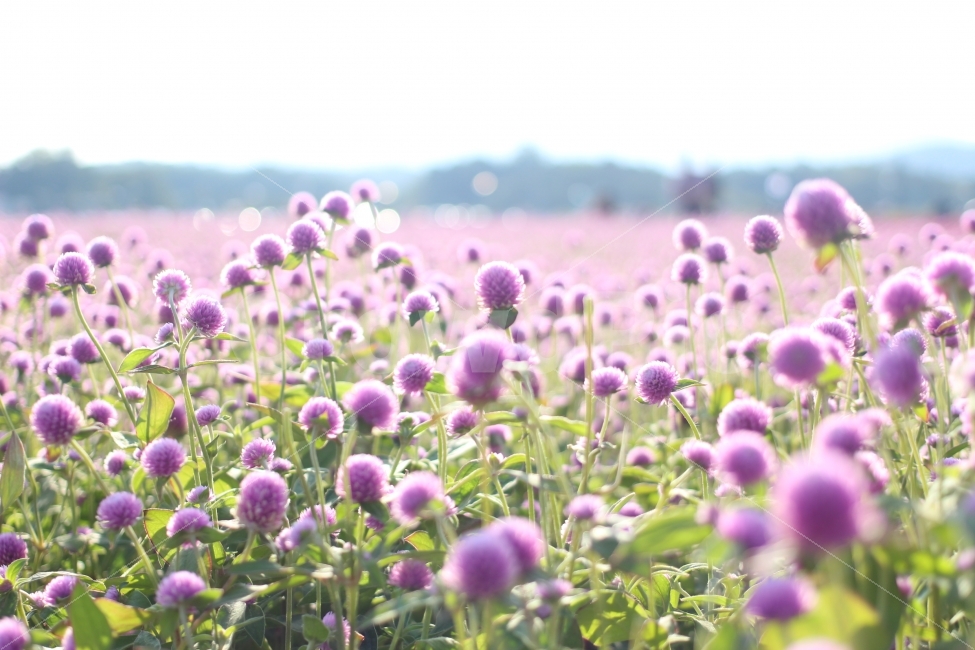 꽃,클로즈업,아웃포커싱,공원,보라색,식물,자연,plants,nature,꽃,flower,휴식,힐링,rest,relaxation,healing