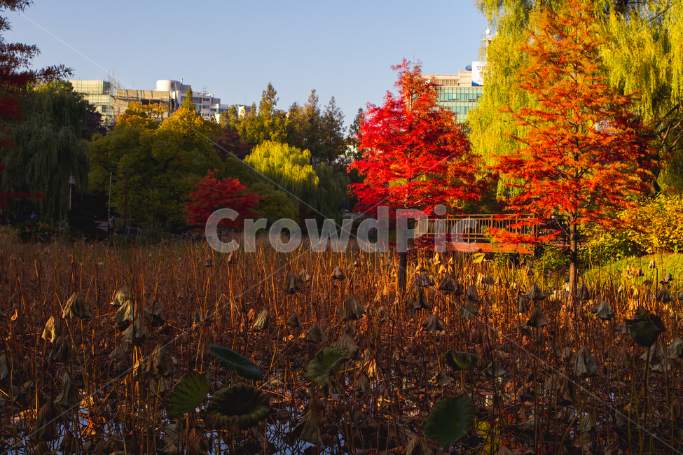 가을,단풍,가을공원,공원,공원풍경,자연,nature,풍경,도심풍경,autumn,fall,landscape,보라매공원,한국공원,한국공원풍경,korea,park,가을,계절,fall,autumn,season,자연,풍경,nature,landscape,tree,나무,plant,식물,leaf,잎