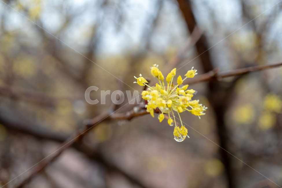 지리산산수유,jirimountain,비오는날,rainyday,노란꽃,yellowflowers