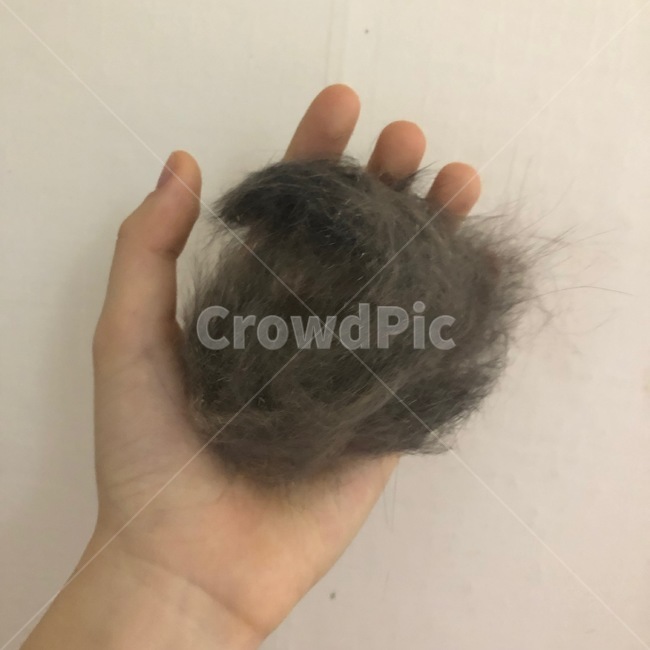 털,고양이털,고양이,cat,회색,털뭉실,fur,animal,회색고양이
