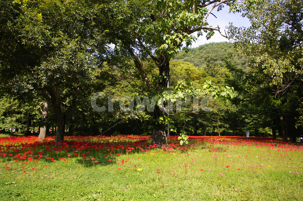 꽃무릇,나무,숲,꽃,flower,자연,풍경,nature,landscape,plant,식물,outdoors,옥외