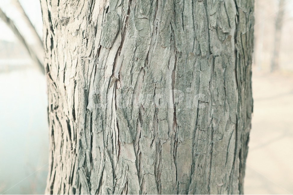 tree,나무,식물,plant,패턴,질감,나무,trees,wood