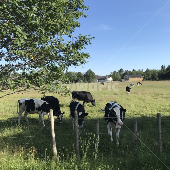소,들판,초원,하늘,자연,마당,cow,cows,grassland,field,sky,nature,tree,trees,동물,animal,포유류,mammal,산업,industry,industrial,목축업,목장,livestock farming,ranching,pasture
