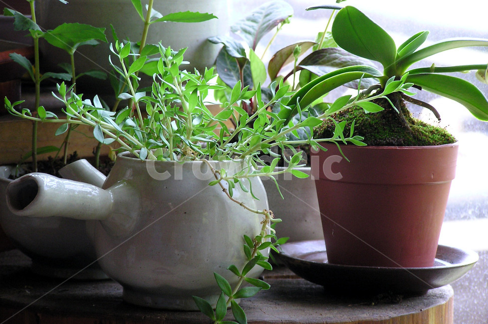 전통,사찰,식물,전통차,차주전자,식물,자연,plants,nature,실내용화초,화분,화초,house plant