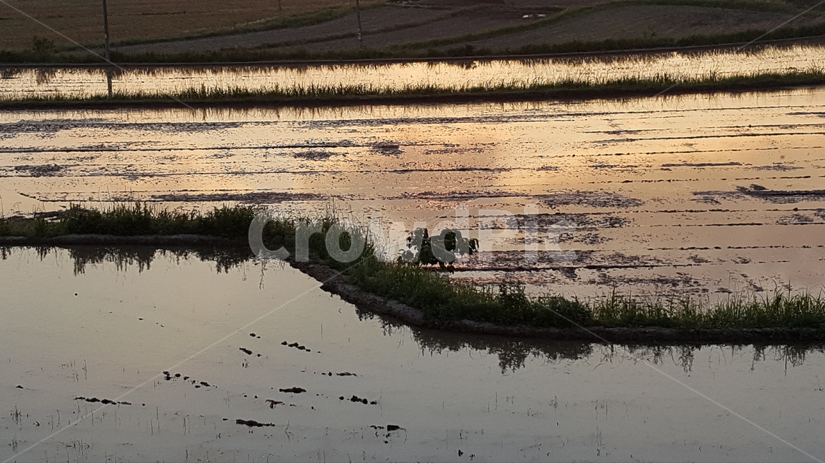 자연,풍경,석양,일몰,바다,논,자연,풍경,nature,landscape,산업,industry,industrial,농업,농사,agriculture,farming,farming industry,land,땅,outdoors,옥외,water,물,swamp,늪,marsh,습지,bog,변소