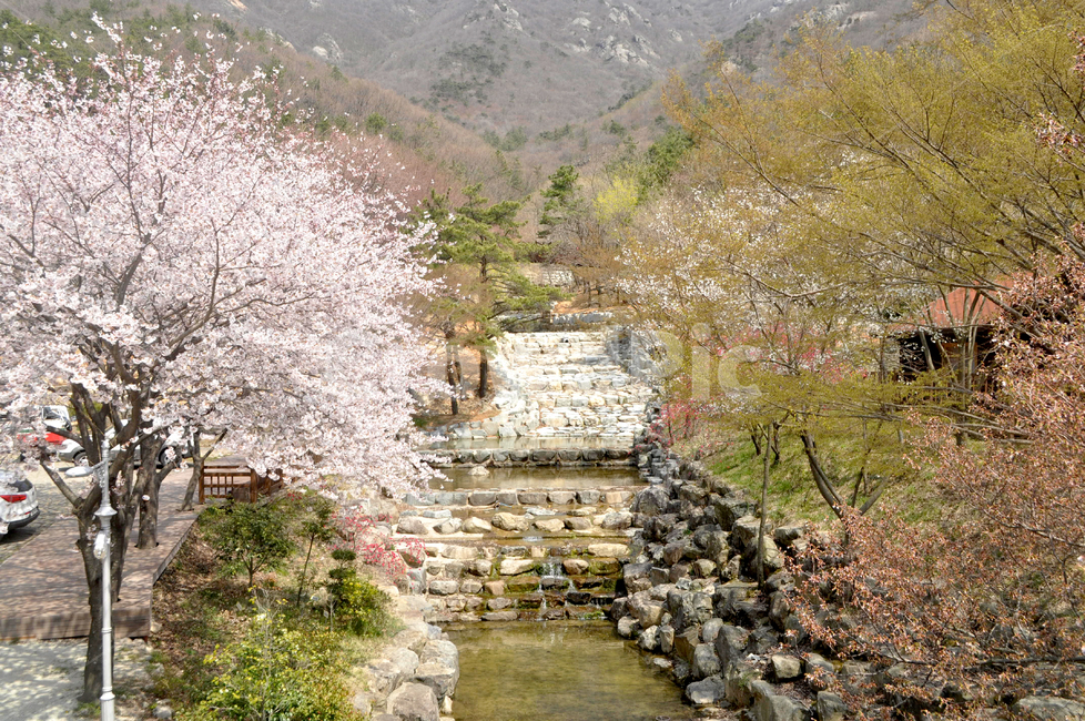 plant,식물,river,tree,flower