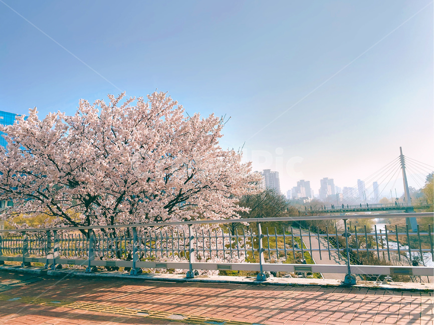 plant,봄,벚꽃,cherryblossoms,flower,하늘,spring,벚나무,봄,계절,spring,season