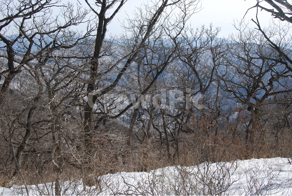 방태산,강원도,강원도인재,주억봉,방태산자연휴양림,겨울,계절,winter,season,자연,풍경,nature,landscape,한국자연풍경,한국자연경관,korea nature landscape,tree,나무,plant,식물