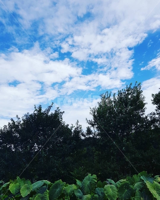 하늘,구름,나무,풍경,시골
