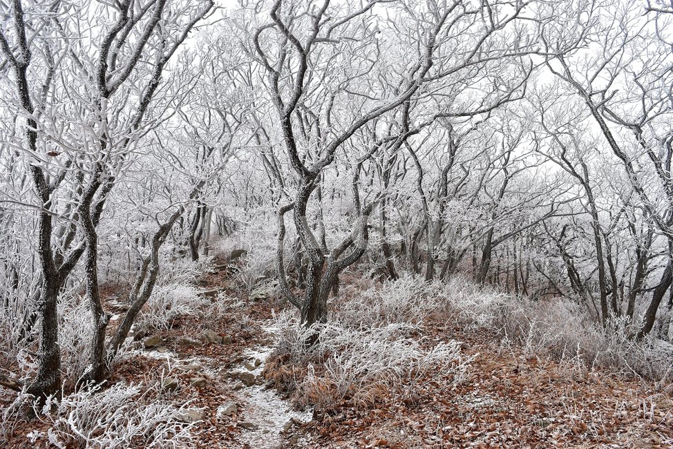 소백산,눈꽃풍경,상고대,겨울풍경,국립공원,겨울동화,힐링,감성,아름다움,뷰티풀,설국,눈풍경,100대명산,겨울명산,설경,서리꽃,snow,landscape,눈,화이트,자연,신비로운,경이로운,천상,비경,치유,산,명산,자연풍경,늦가을,겨울,계절,winter,season,자연,풍경,nature,landscape,한국자연풍경,한국자연경관,korea nature landscape,식물,plants,나무,trees,wood,outdoors,옥외,ice,얼음,frost,서리