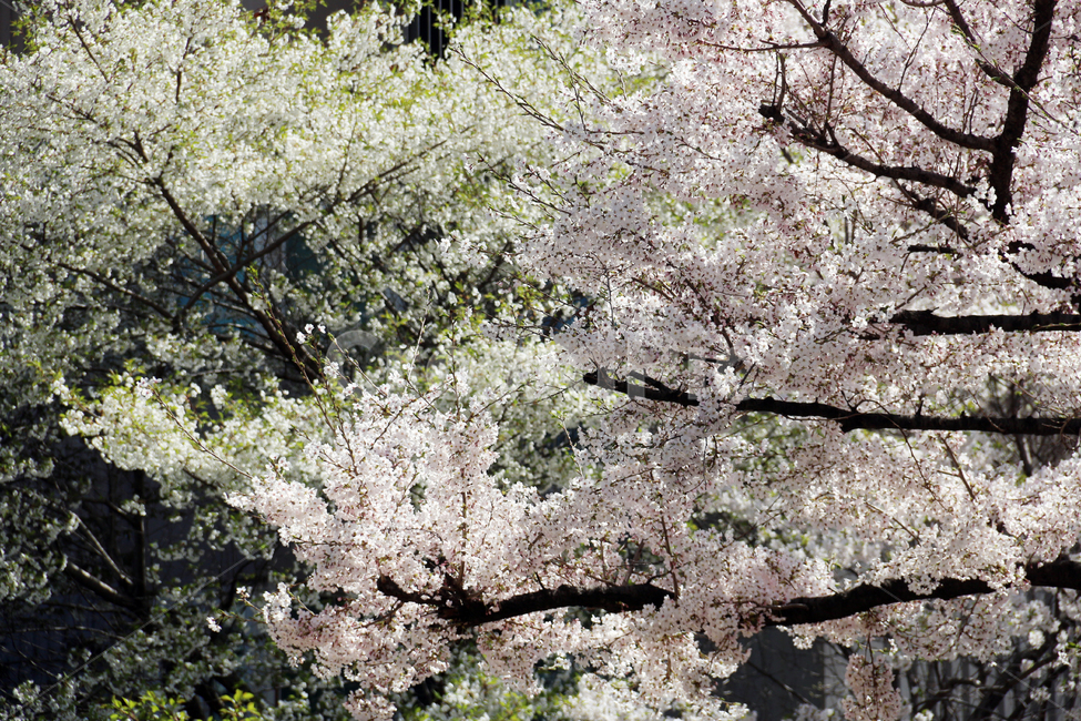 사쿠라,cherryblossom,봄,꽃,봄꽃,벚꽃