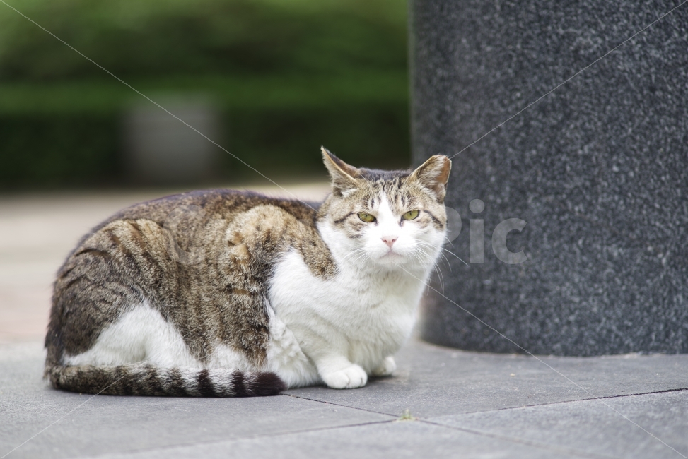 고양이,길고양이,길냥이,Cat,Streetcat,Straycat,Wildcat,adorable,lovely,cute,kitty,kitten,동물,animal,고양이,cat,kitten,kitty,포유류,mammal
